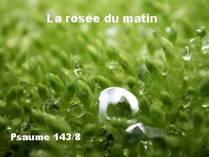 la rosée du matin bonjour